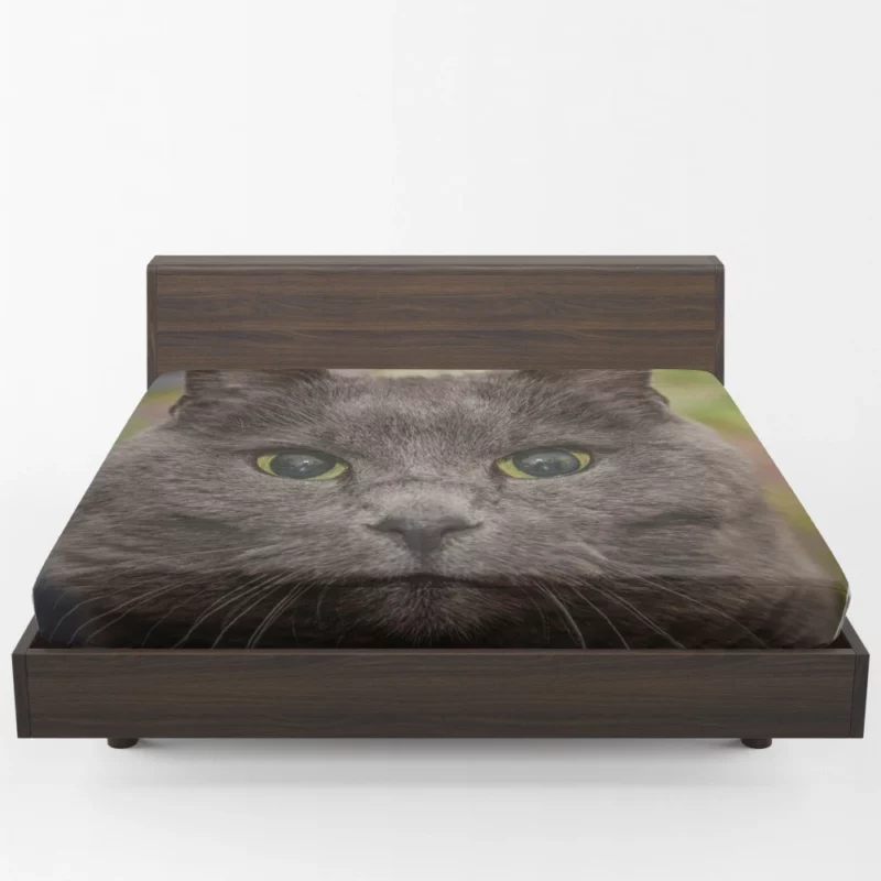 Intense Cat Stare Mesmerizing Mystery Fitted Sheet