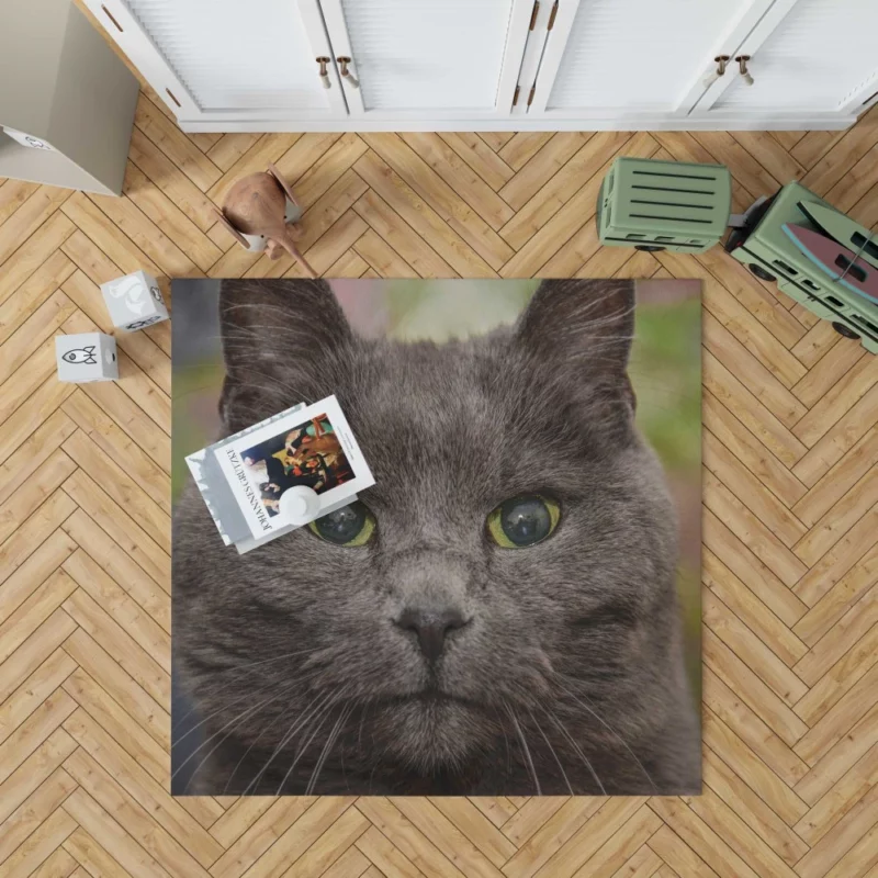 Intense Cat Stare Mesmerizing Mystery Rug