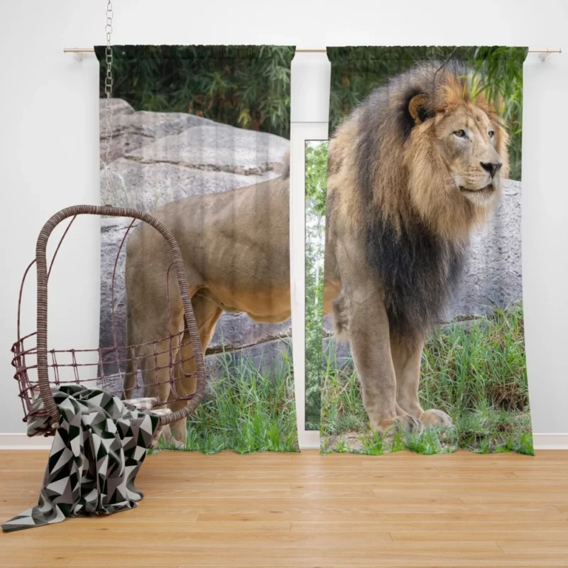 Intense Stare Lion Majesty Curtain