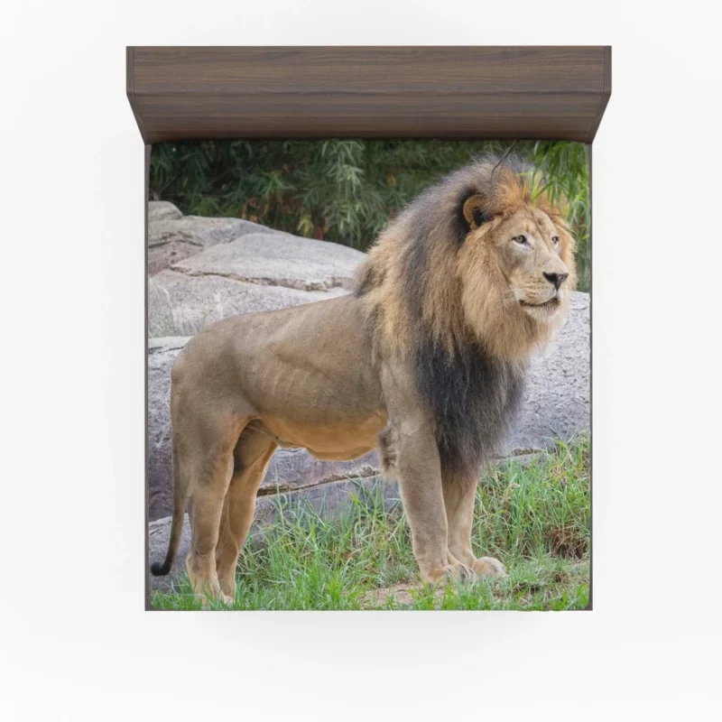 Intense Stare Lion Majesty Fitted Sheet 1