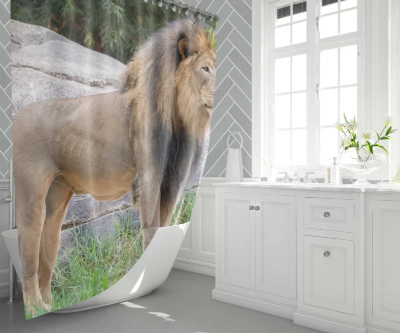 Intense Stare Lion Majesty Shower Curtain 1