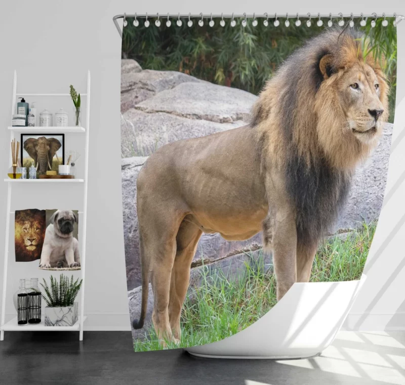 Intense Stare Lion Majesty Shower Curtain