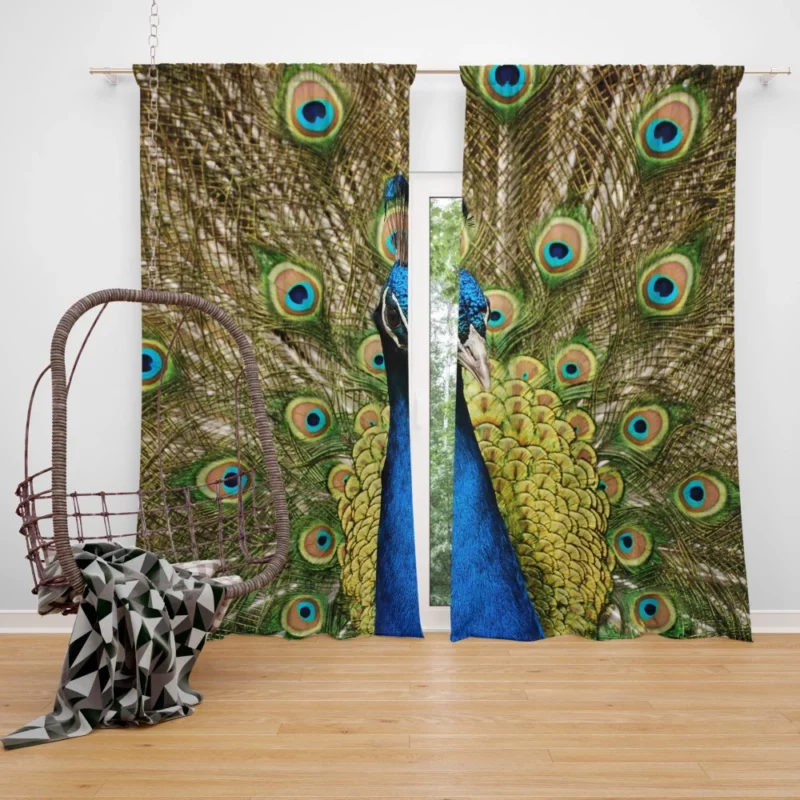 Iridescent Blue Peacock Australia Gem Curtain