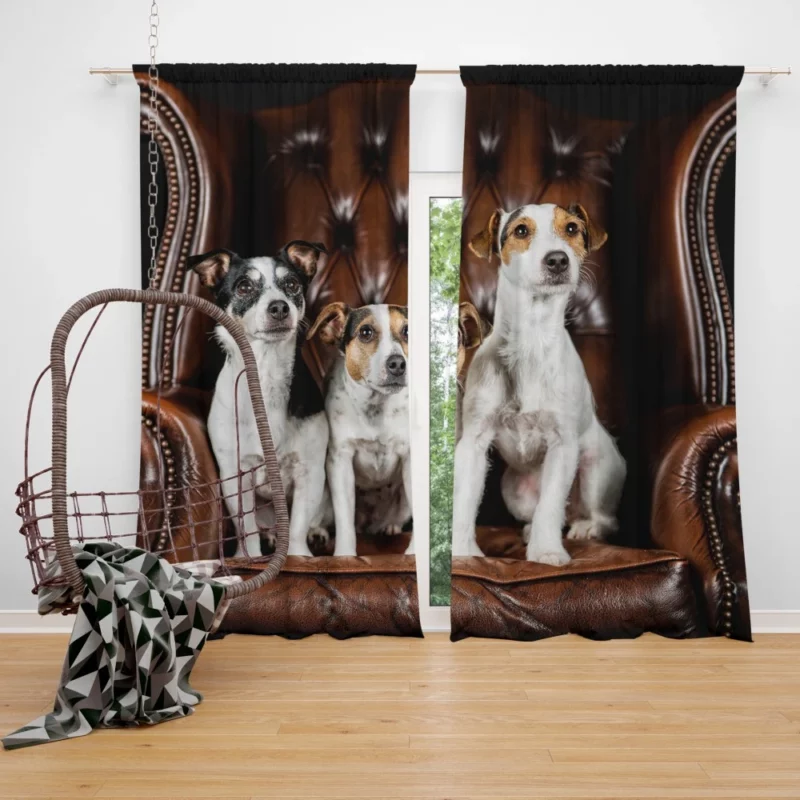 Jack Russell Terrier Chair Encounter Curtain