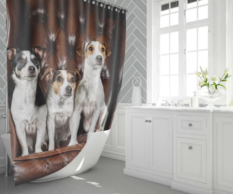 Jack Russell Terrier Chair Encounter Shower Curtain 1