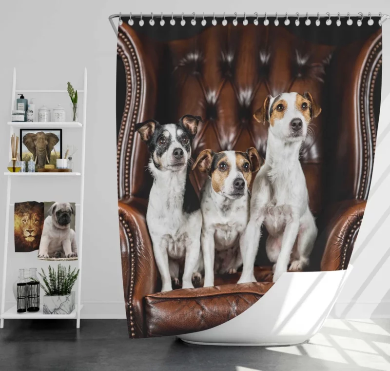 Jack Russell Terrier Chair Encounter Shower Curtain