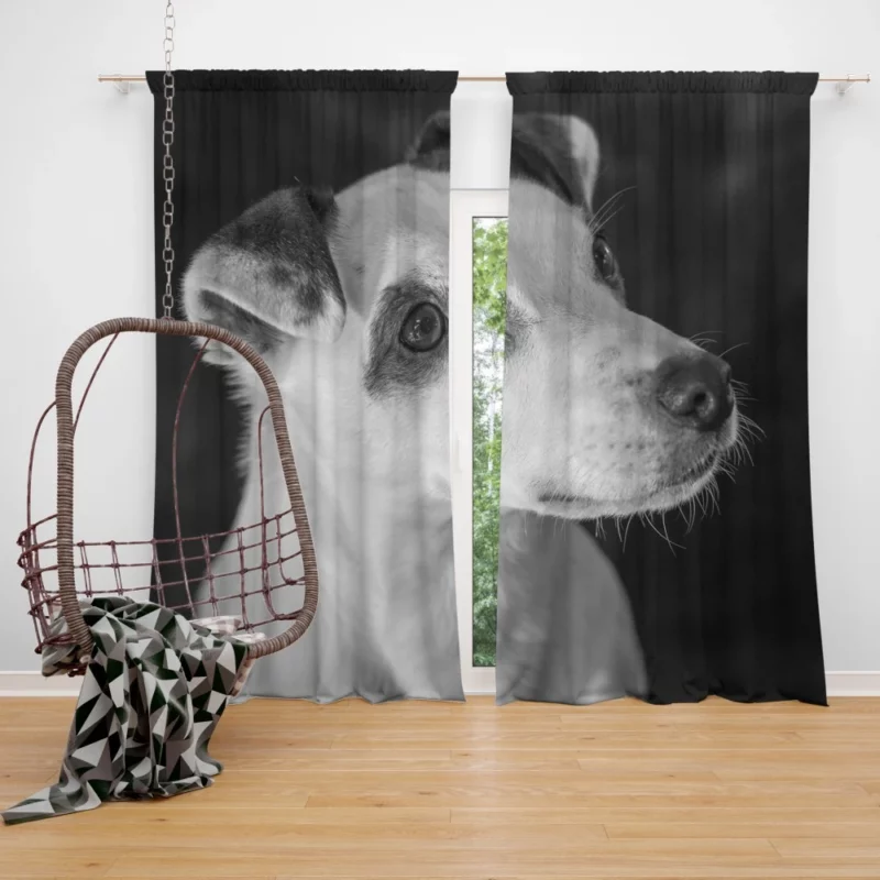 Jack Russell Terrier Energetic Spirit Curtain