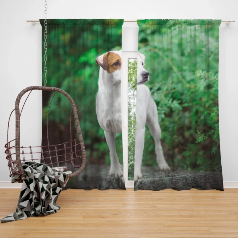 Jack Russell Terrier Playful Essence Curtain