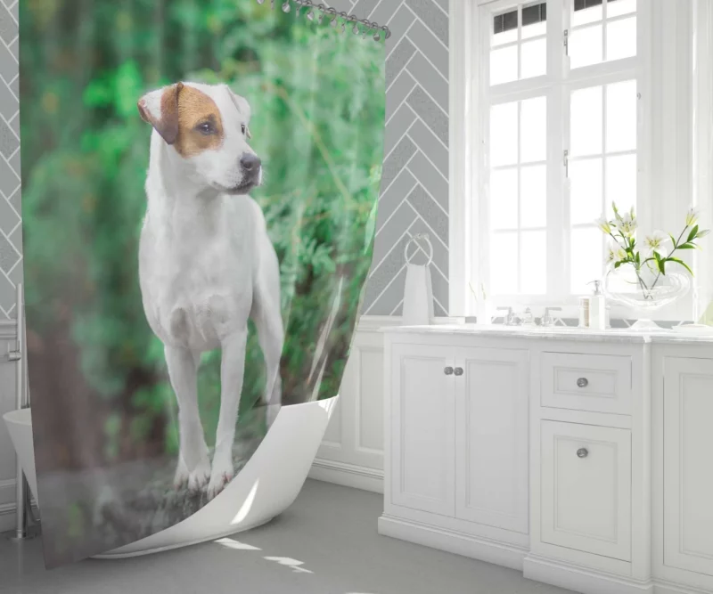 Jack Russell Terrier Playful Essence Shower Curtain 1