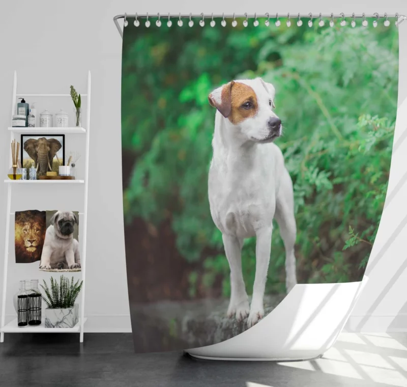 Jack Russell Terrier Playful Essence Shower Curtain