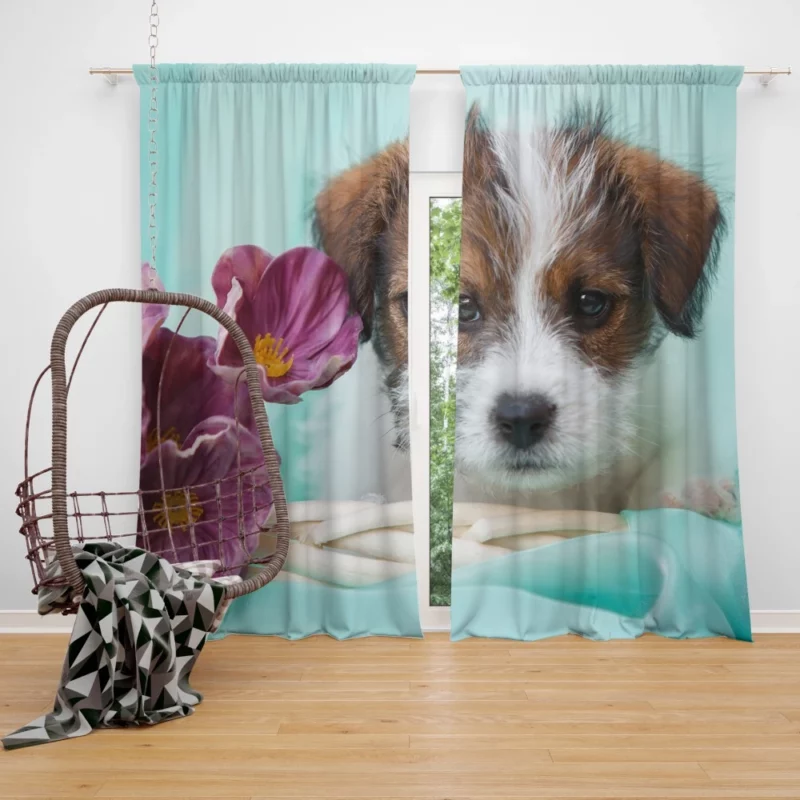 Jack Russell Terrier Puppy Playful Antics Curtain