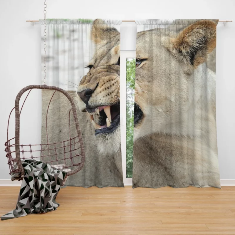 Jungle Monarch Lion Proud Roar Curtain