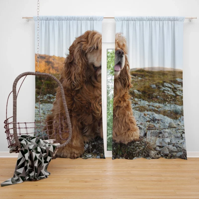 King Charles Spaniel Elegance Curtain