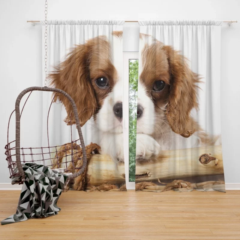 King Charles Spaniel Innocent Charm Curtain