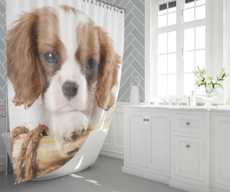 King Charles Spaniel Innocent Charm Shower Curtain 1