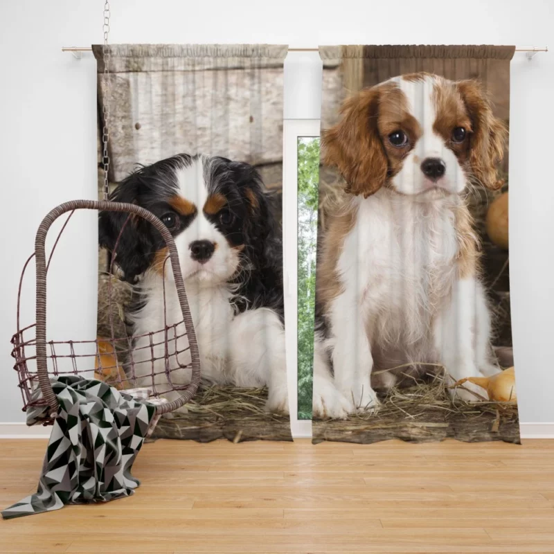 King Charles Spaniel Royal Elegance Curtain