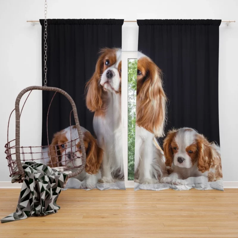 King Charles and Puppies Furry Bliss Curtain