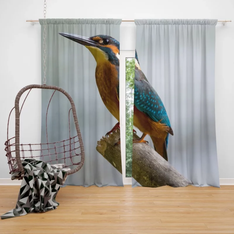 Kingfisher Waterside Charm Aquatic Wonder Curtain