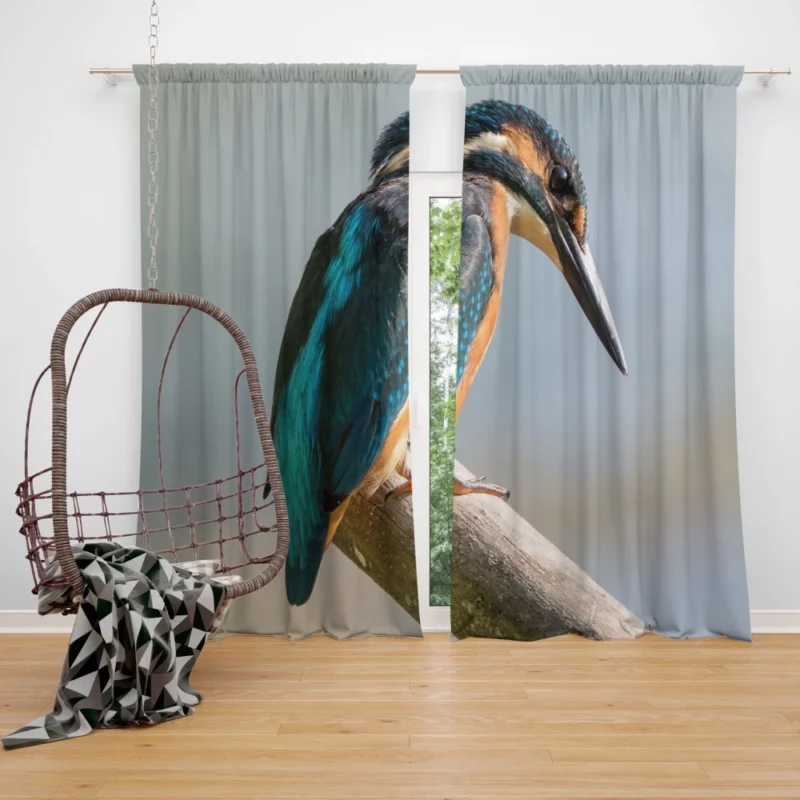 Kingfisher Waterside Perch Avian Watcher Curtain