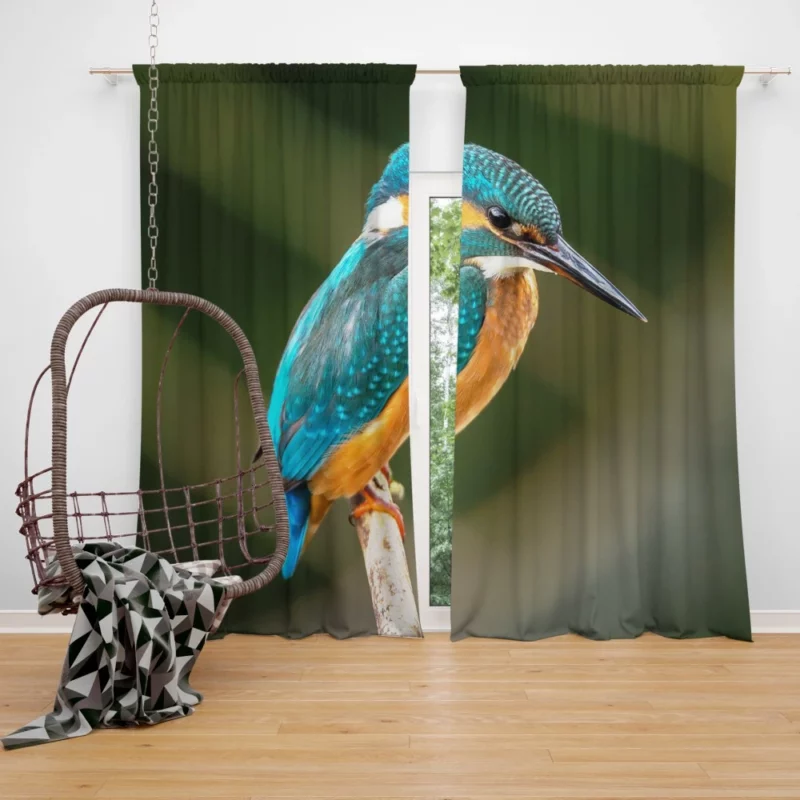 Kingfisher on Branch Waterside Beauty Curtain