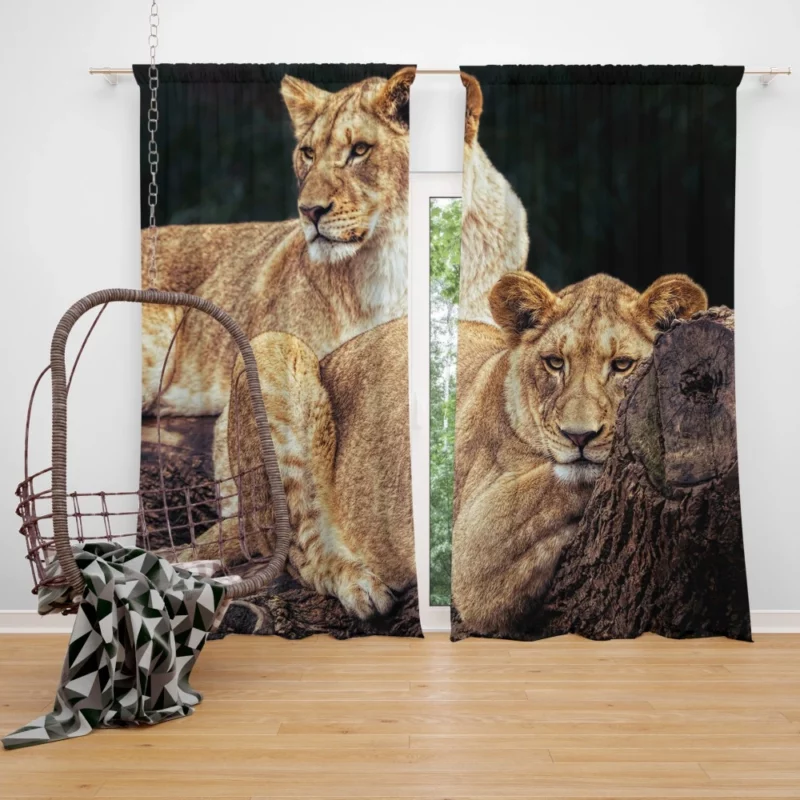 Kingly Lion Majestic Aura Curtain