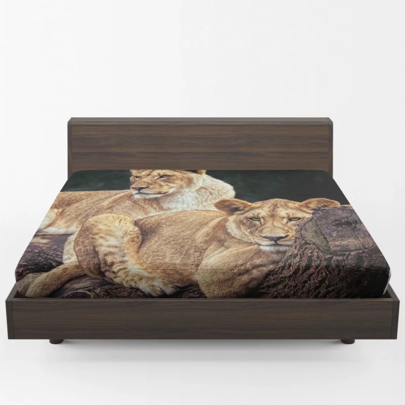 Kingly Lion Majestic Aura Fitted Sheet