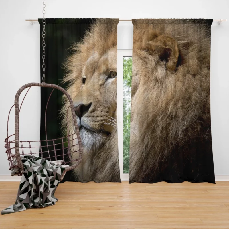 Kingly Majesty Lion Stance Curtain