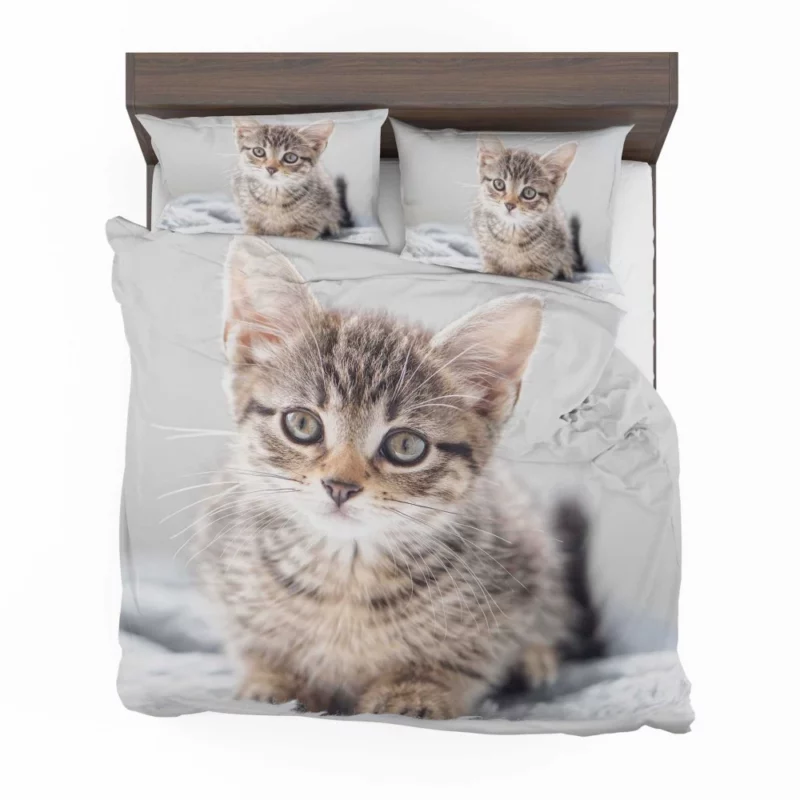 Kitten Enigmatic Stare Whimsical Beauty Bedding Set 1