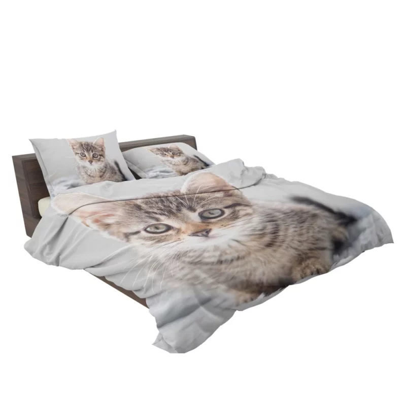 Kitten Enigmatic Stare Whimsical Beauty Bedding Set 2