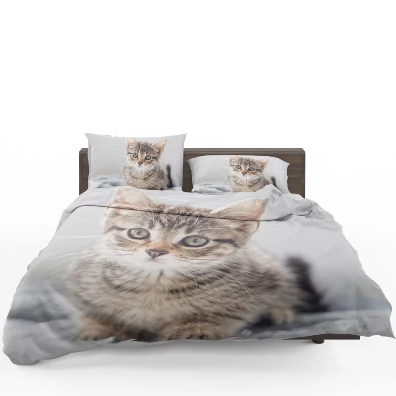 Kitten Enigmatic Stare Whimsical Beauty Bedding Set