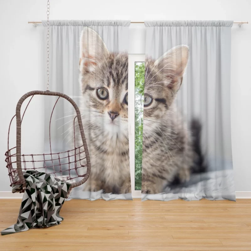 Kitten Enigmatic Stare Whimsical Beauty Curtain