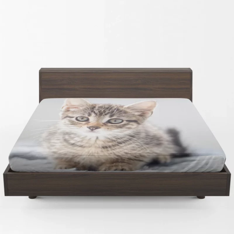 Kitten Enigmatic Stare Whimsical Beauty Fitted Sheet