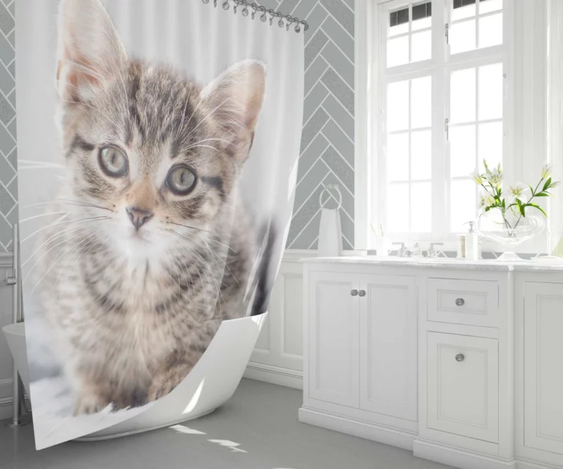 Kitten Enigmatic Stare Whimsical Beauty Shower Curtain 1