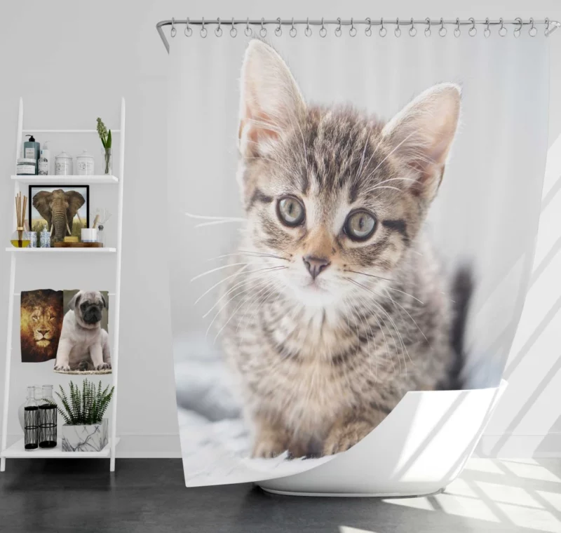 Kitten Enigmatic Stare Whimsical Beauty Shower Curtain