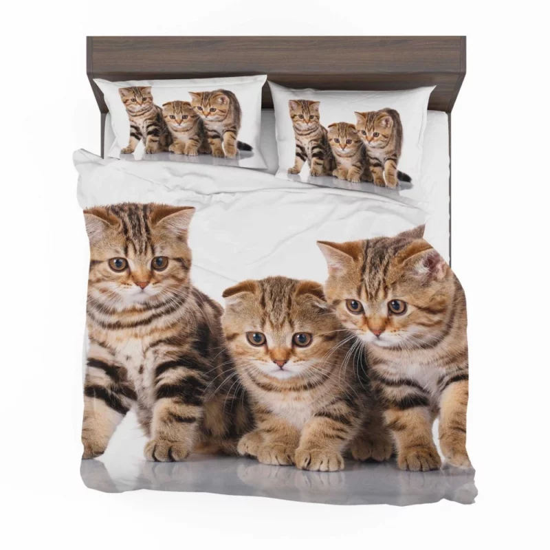 Kitten Innocent Gaze Furry Curiosity Bedding Set 1