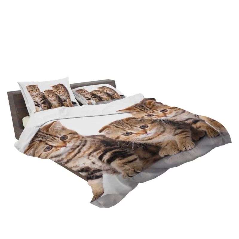 Kitten Innocent Gaze Furry Curiosity Bedding Set 2