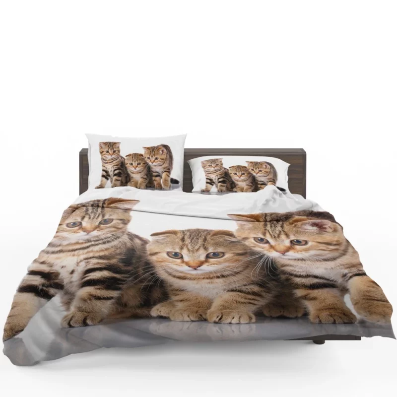 Kitten Innocent Gaze Furry Curiosity Bedding Set