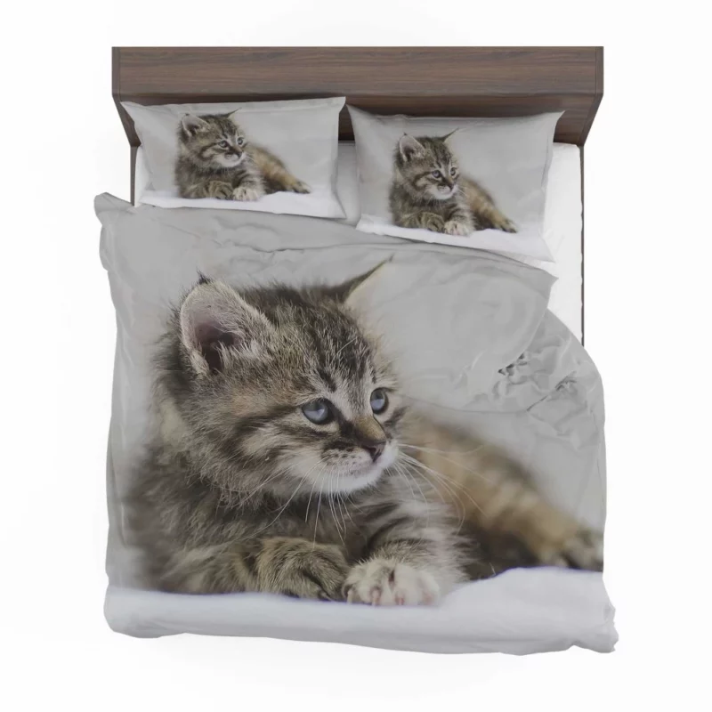 Kitten Innocent Stare Baby Delight Bedding Set 1