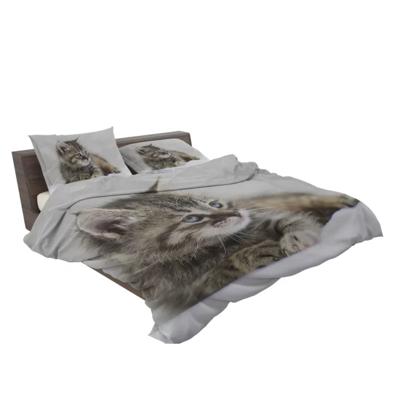 Kitten Innocent Stare Baby Delight Bedding Set 2