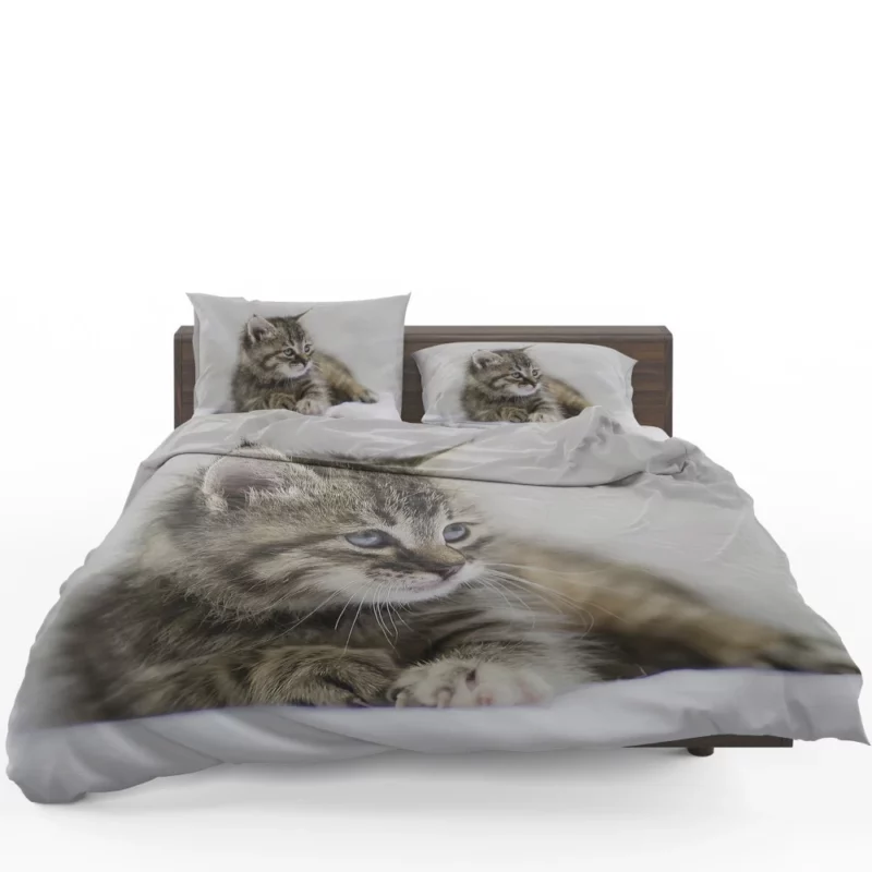 Kitten Innocent Stare Baby Delight Bedding Set