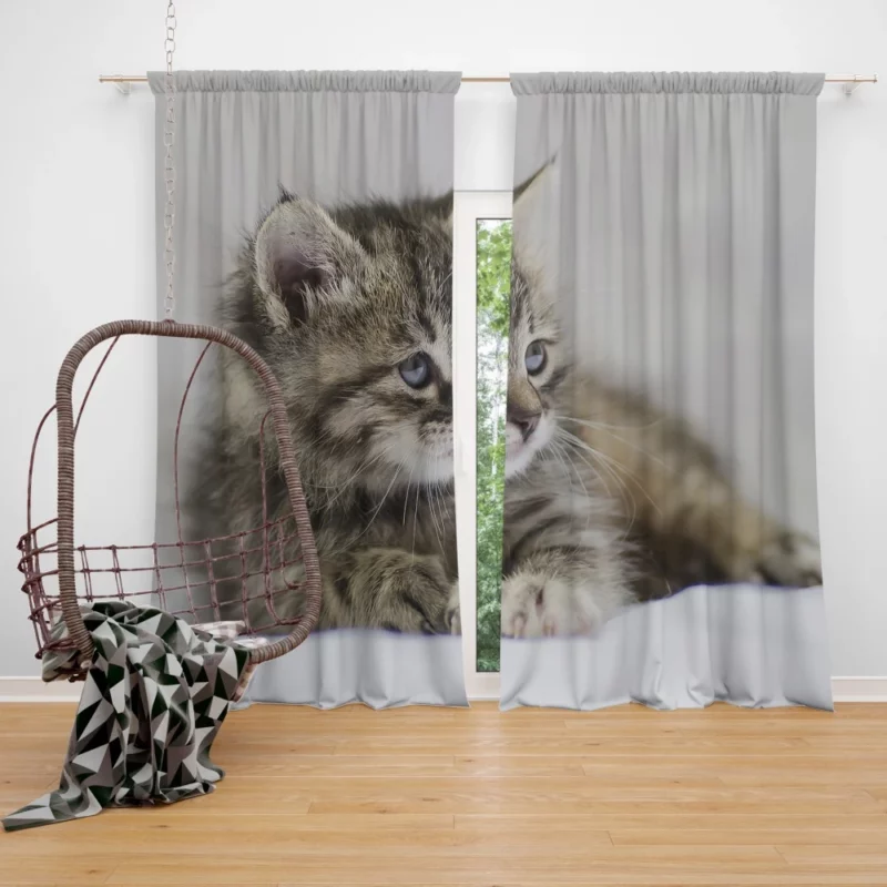 Kitten Innocent Stare Baby Delight Curtain