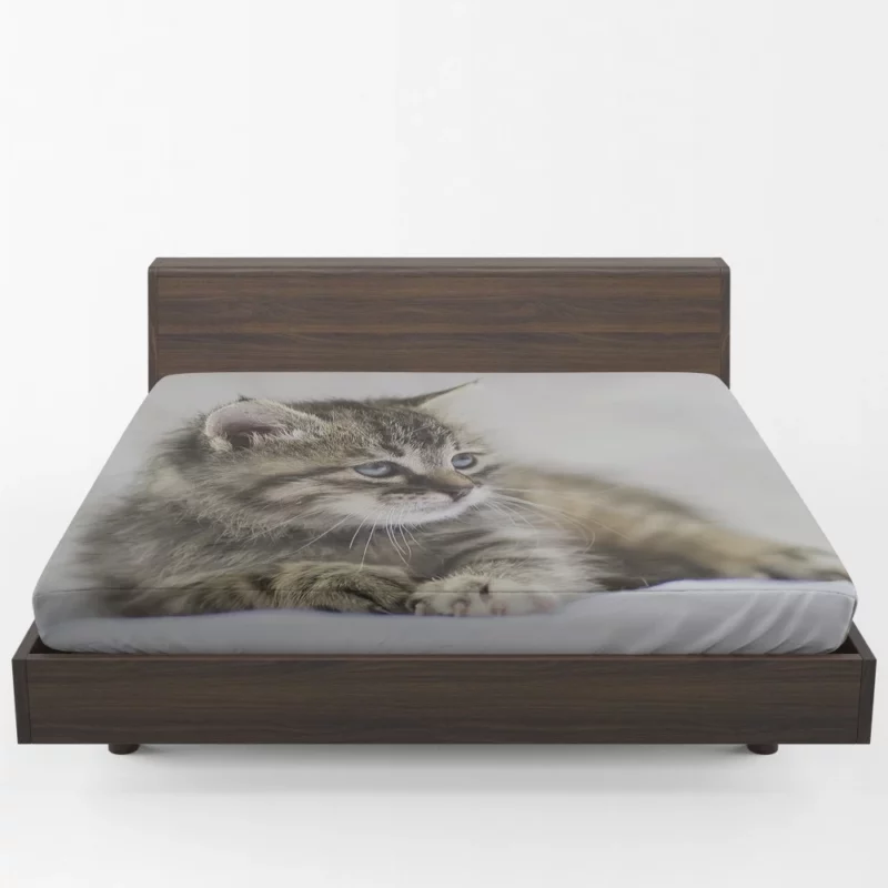 Kitten Innocent Stare Baby Delight Fitted Sheet