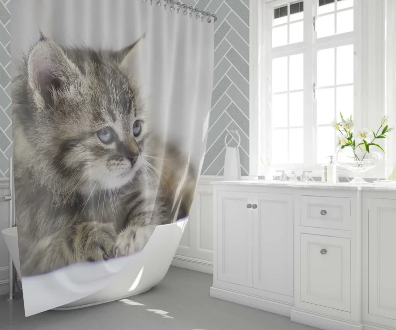 Kitten Innocent Stare Baby Delight Shower Curtain 1