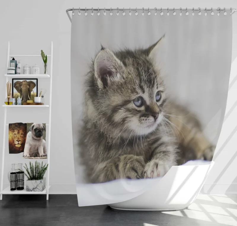 Kitten Innocent Stare Baby Delight Shower Curtain