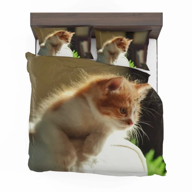 Kitten Innocent Stare Captivating Curiosity Bedding Set 1