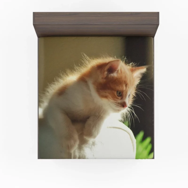 Kitten Innocent Stare Captivating Curiosity Fitted Sheet 1