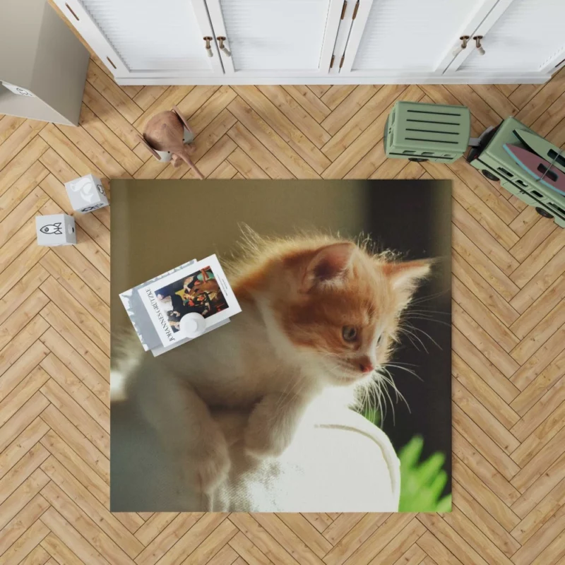 Kitten Innocent Stare Captivating Curiosity Rug