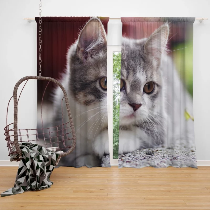 Kitten Mysterious Depth Baby Innocence Curtain