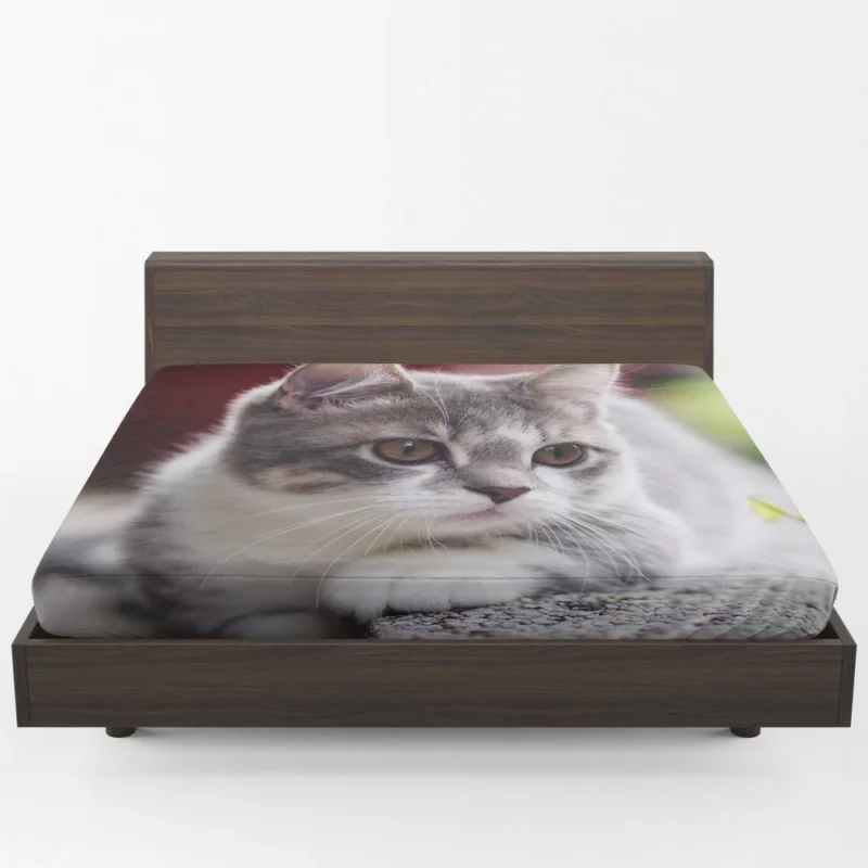 Kitten Mysterious Depth Baby Innocence Fitted Sheet