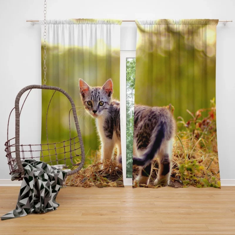 Kitten Play in the Grass Curtain